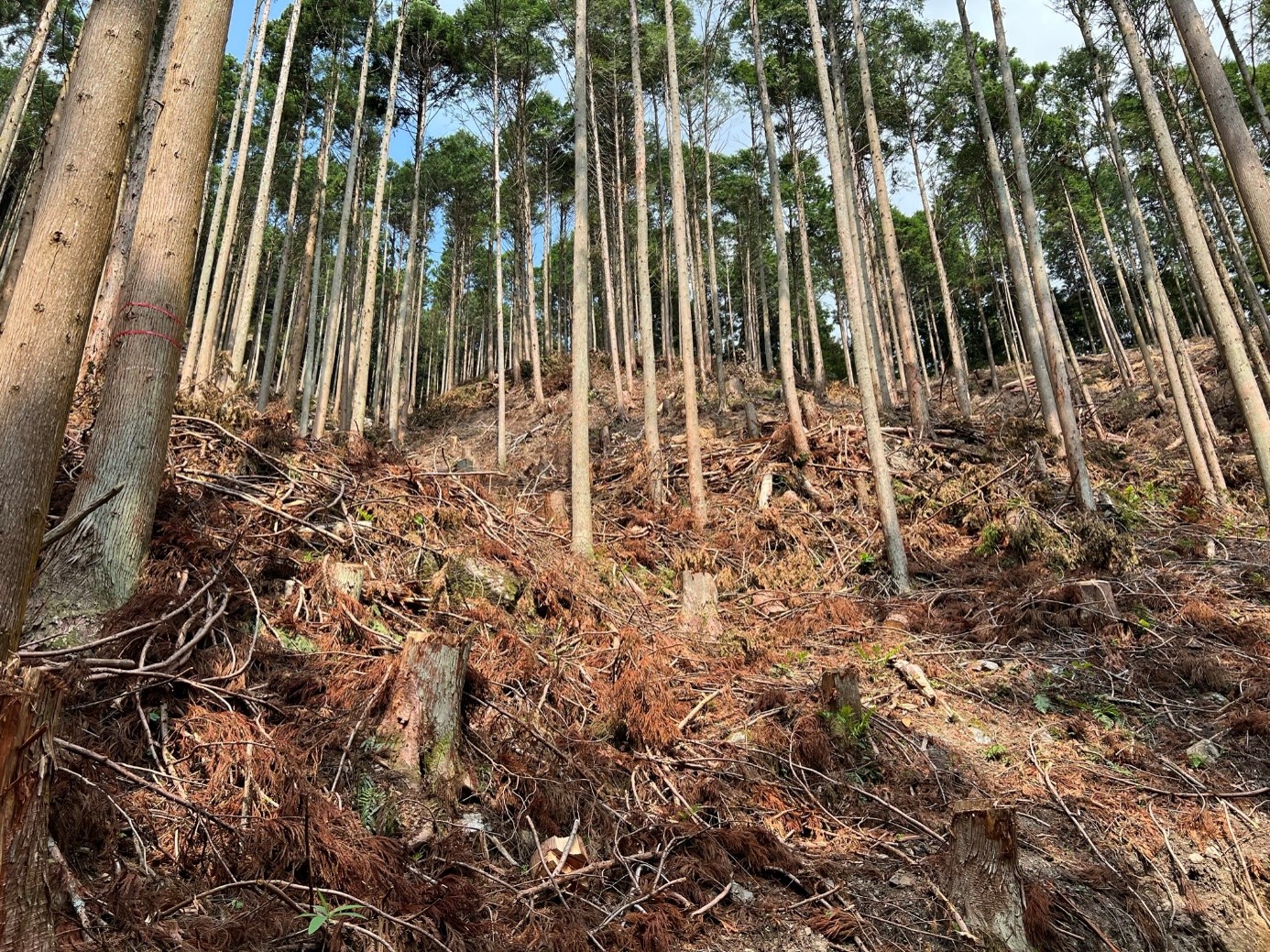 野村｜施業実績｜愛媛県西予市の山林の売買・売却｜愛媛県西予市森林組合